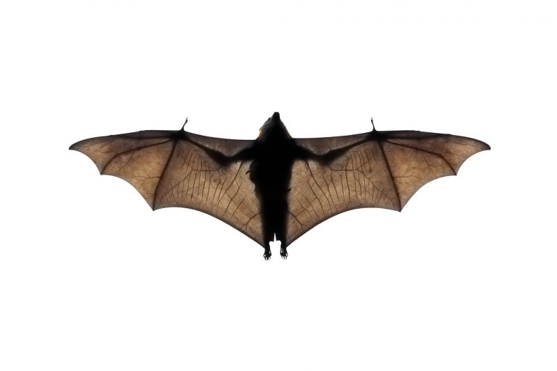 Common Bird And Bat Problems In Warehouses, Factories, And Plants