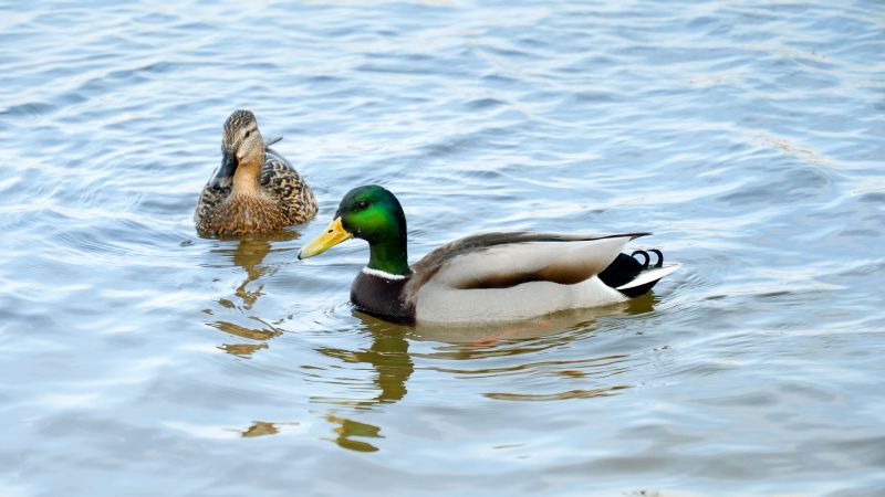 Ducks on a Pond