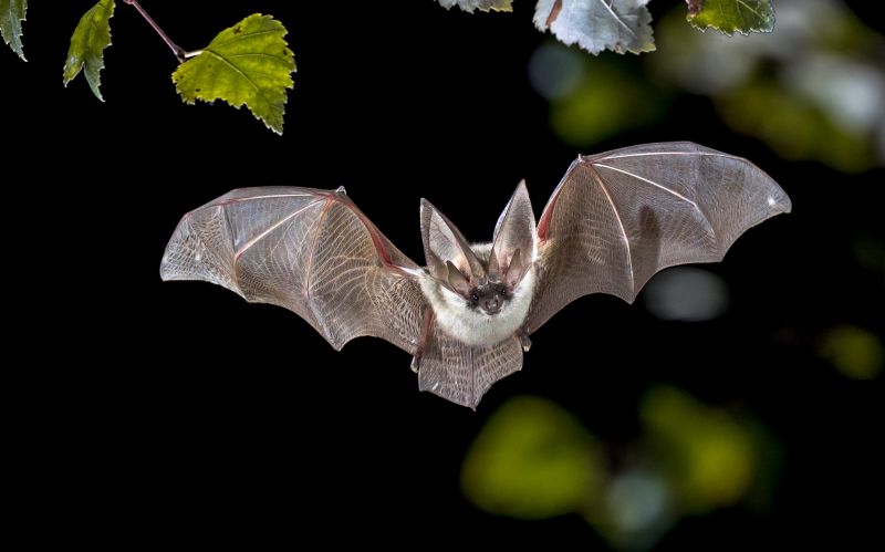 Health Risks Linked To Birds And Bats In Commercial Properties