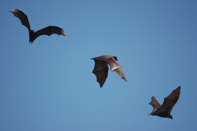 How Birds And Bats Create Problems