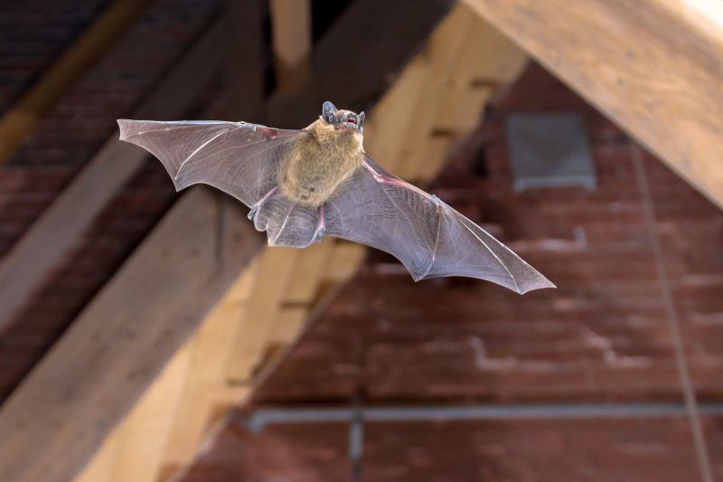 Why Professional Bird And Bat Pest Control Is Necessary